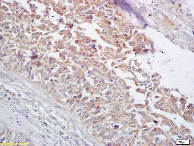 Immunohistochemistry (Formalin/PFA-fixed paraffin-embedded sections) - Anti-Hsp60 antibody - Mitochondrial Marker (AB216634)