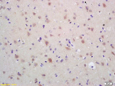Immunohistochemistry (Formalin/PFA-fixed paraffin-embedded sections) - Anti-Hsp60 antibody - Mitochondrial Marker (AB216634)