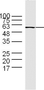 Western blot - Anti-Hsp60 antibody - Mitochondrial Marker (AB216634), expandable thumbnail