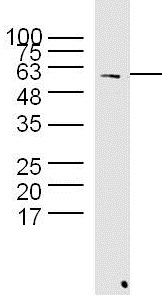 Western blot - Anti-Hsp60 antibody - Mitochondrial Marker (ab216634), expandable thumbnail