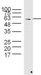 Western blot - Anti-Hsp60 antibody - Mitochondrial Marker (AB216634)