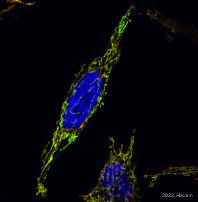 Immunocytochemistry - Anti-Hsp60 antibody - Mitochondrial Marker (ab46798), expandable thumbnail