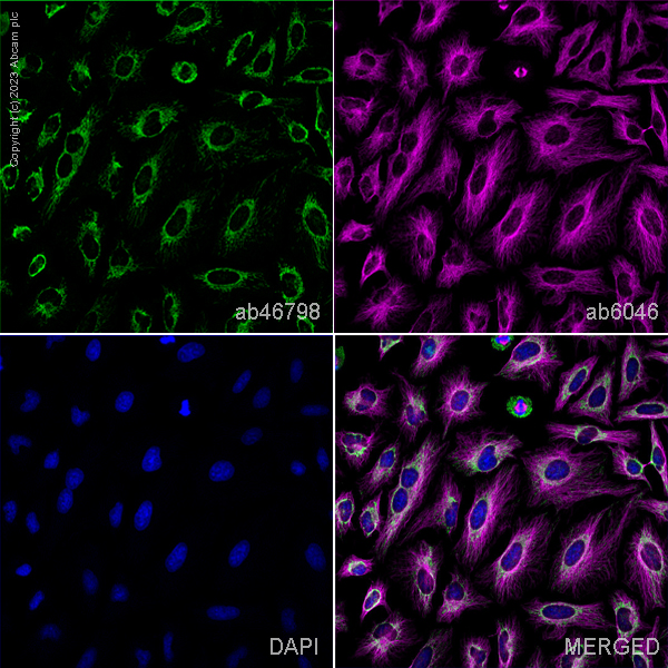 Immunocytochemistry/ Immunofluorescence - Anti-Hsp60 antibody - Mitochondrial Marker (ab46798), expandable thumbnail