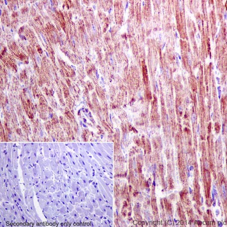 Immunohistochemistry (Formalin/PFA-fixed paraffin-embedded sections) - Anti-Hsp60 antibody - Mitochondrial Marker (ab46798), expandable thumbnail