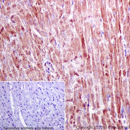 Immunohistochemistry (Formalin/PFA-fixed paraffin-embedded sections) - Anti-Hsp60 antibody - Mitochondrial Marker (AB46798)