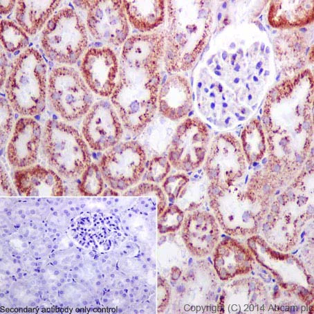 Immunohistochemistry (Formalin/PFA-fixed paraffin-embedded sections) - Anti-Hsp60 antibody - Mitochondrial Marker (AB46798)