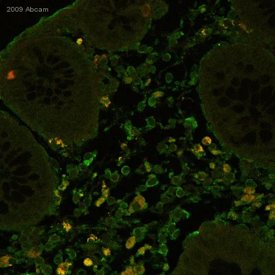 Immunohistochemistry (Formalin/PFA-fixed paraffin-embedded sections) - Anti-Hsp60 antibody - Mitochondrial Marker (AB46798)