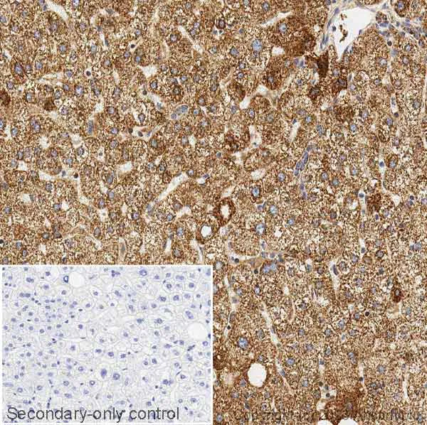 Immunohistochemistry (Formalin/PFA-fixed paraffin-embedded sections) - Anti-Hsp60 antibody - Mitochondrial Marker (AB46798)