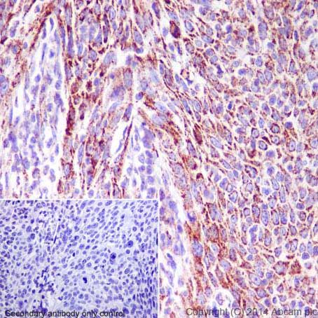 Immunohistochemistry (Formalin/PFA-fixed paraffin-embedded sections) - Anti-Hsp60 antibody - Mitochondrial Marker (ab46798), expandable thumbnail