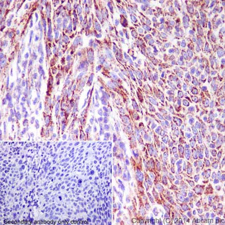 Immunohistochemistry (Formalin/PFA-fixed paraffin-embedded sections) - Anti-Hsp60 antibody - Mitochondrial Marker (AB46798)