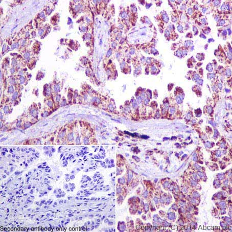 Immunohistochemistry (Formalin/PFA-fixed paraffin-embedded sections) - Anti-Hsp60 antibody - Mitochondrial Marker (AB46798)