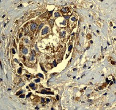 Immunohistochemistry (Formalin/PFA-fixed paraffin-embedded sections) - Anti-Hsp60 antibody - Mitochondrial Marker (ab46798), expandable thumbnail