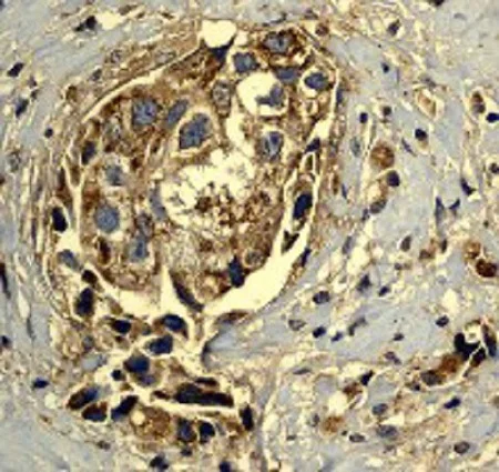 Immunohistochemistry (Formalin/PFA-fixed paraffin-embedded sections) - Anti-Hsp60 antibody - Mitochondrial Marker (AB46798)