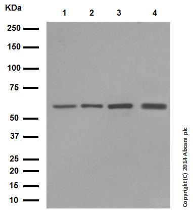 Western blot - Anti-Hsp60 antibody - Mitochondrial Marker (AB46798), expandable thumbnail