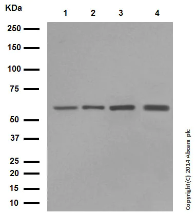 Western blot - Anti-Hsp60 antibody - Mitochondrial Marker (AB46798)