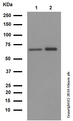 Western blot - Anti-Hsp60 antibody - Mitochondrial Marker (ab46798), expandable thumbnail