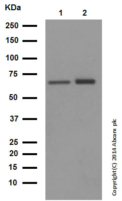 Western blot - Anti-Hsp60 antibody - Mitochondrial Marker (AB46798)