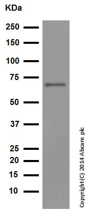 Western blot - Anti-Hsp60 antibody - Mitochondrial Marker (ab46798), expandable thumbnail