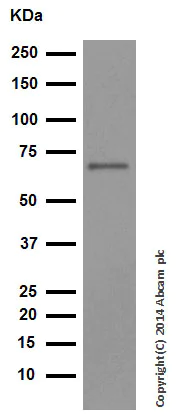 Western blot - Anti-Hsp60 antibody - Mitochondrial Marker (AB46798)