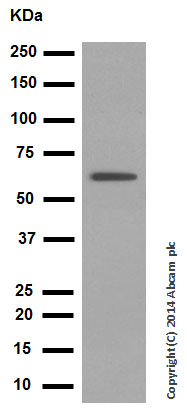 Western blot - Anti-Hsp60 antibody - Mitochondrial Marker (ab46798), expandable thumbnail