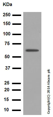 Western blot - Anti-Hsp60 antibody - Mitochondrial Marker (AB46798)