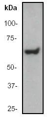 Western blot - Anti-Hsp60 antibody - Mitochondrial Marker (AB46798)