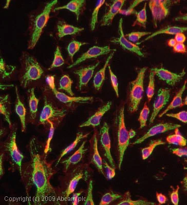 Immunocytochemistry/ Immunofluorescence - Anti-Hsp60 antibody - Mitochondrial Marker (AB53109)