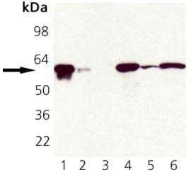 Western blot - Anti-Hsp60 antibody - Mitochondrial Marker (AB82520)