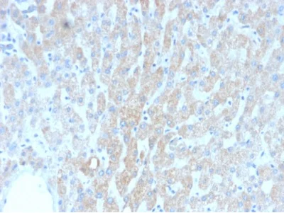 Immunohistochemistry (Formalin/PFA-fixed paraffin-embedded sections) - Anti-Hsp60 antibody [rGROEL/780] - BSA free (AB234295)