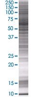 Hsp60 overexpression 293T lysate (whole cell)