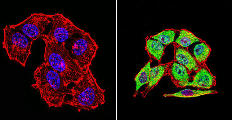 Immunocytochemistry/ Immunofluorescence - Anti-Hsp70 antibody [2A4] (AB5442), expandable thumbnail