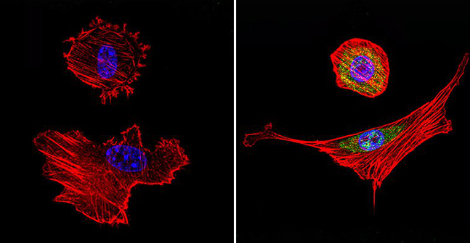 Immunocytochemistry/ Immunofluorescence - Anti-Hsp70 antibody [2A4] (AB5442), expandable thumbnail