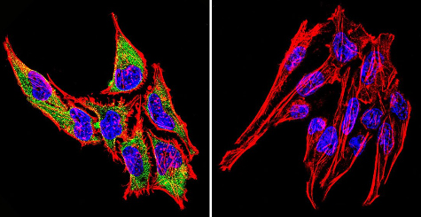 Immunocytochemistry/ Immunofluorescence - Anti-Hsp70 antibody [2A4] (ab5442), expandable thumbnail