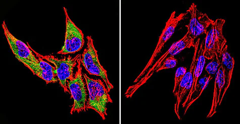 Immunocytochemistry/ Immunofluorescence - Anti-Hsp70 antibody [2A4] (AB5442)