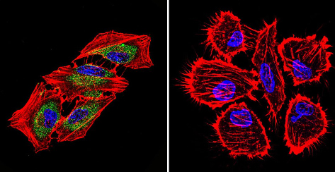 Immunocytochemistry/ Immunofluorescence - Anti-Hsp70 antibody [2A4] (ab5442), expandable thumbnail