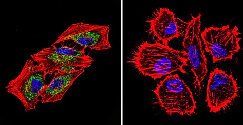 Immunocytochemistry/ Immunofluorescence - Anti-Hsp70 antibody [2A4] (AB5442)