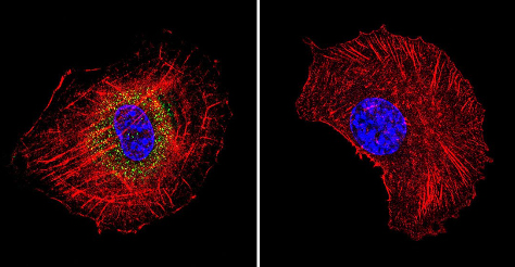 Immunocytochemistry/ Immunofluorescence - Anti-Hsp70 antibody [2A4] (ab5442), expandable thumbnail