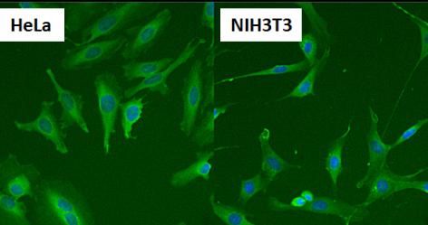 Immunocytochemistry/ Immunofluorescence - Anti-Hsp70 antibody [2A4] (ab5442), expandable thumbnail