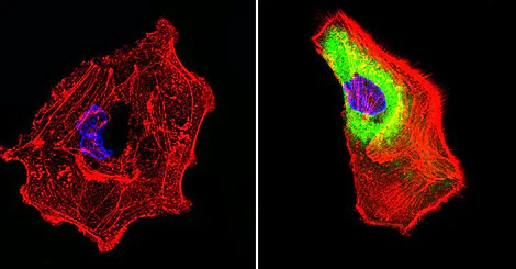 Immunocytochemistry/ Immunofluorescence - Anti-Hsp70 antibody [2A4] (AB5442)