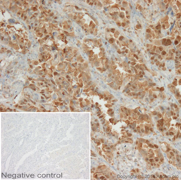Immunohistochemistry (Formalin/PFA-fixed paraffin-embedded sections) - Anti-Hsp70 antibody [2A4] (AB5442)