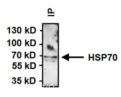 Immunoprecipitation - Anti-Hsp70 antibody [2A4] (AB5442)