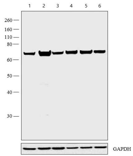 Western blot - Anti-Hsp70 antibody [2A4] (AB5442)