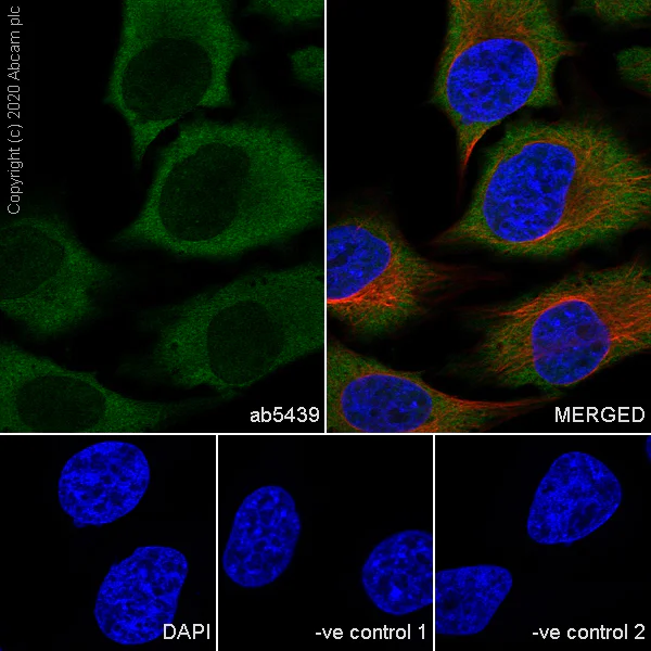 Immunocytochemistry/ Immunofluorescence - Anti-Hsp70 antibody [3A3] - BSA and Azide free (AB252240)