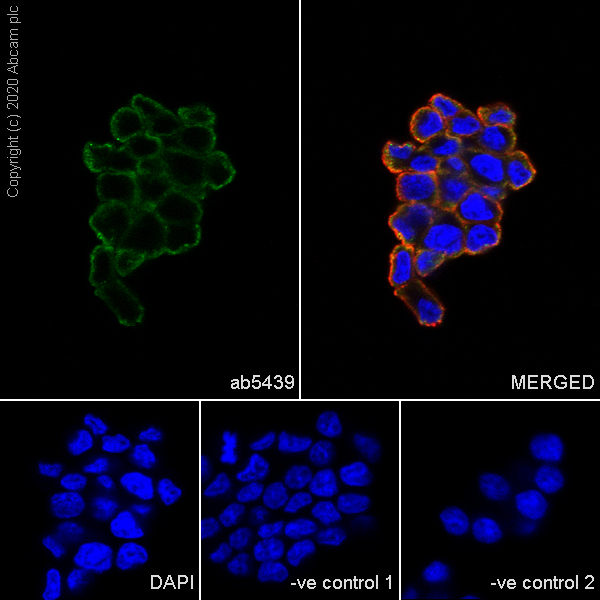 Immunocytochemistry/ Immunofluorescence - Anti-Hsp70 antibody [3A3] - BSA and Azide free (ab252240), expandable thumbnail