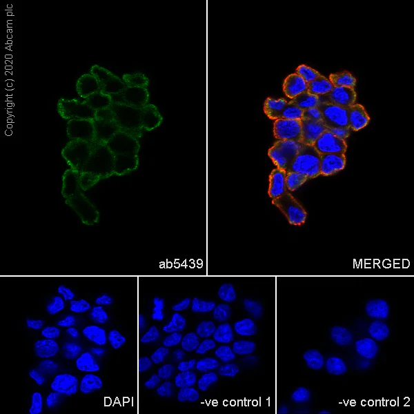 Immunocytochemistry/ Immunofluorescence - Anti-Hsp70 antibody [3A3] - BSA and Azide free (AB252240)