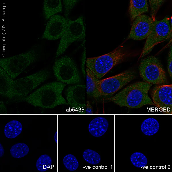 Immunocytochemistry/ Immunofluorescence - Anti-Hsp70 antibody [3A3] - BSA and Azide free (AB252240)
