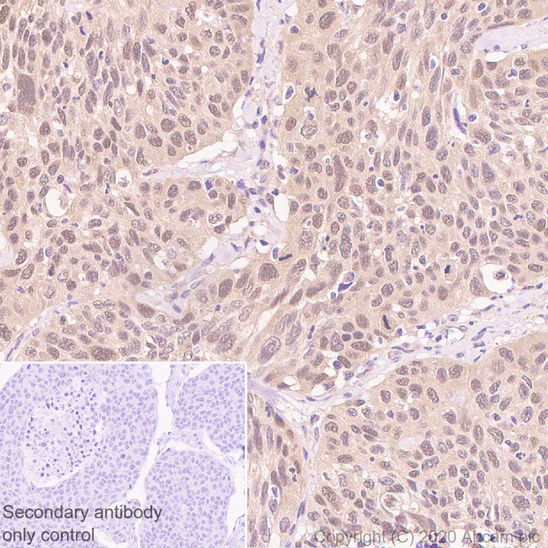 Immunohistochemistry (Formalin/PFA-fixed paraffin-embedded sections) - Anti-Hsp70 antibody [3A3] - BSA and Azide free (AB252240)