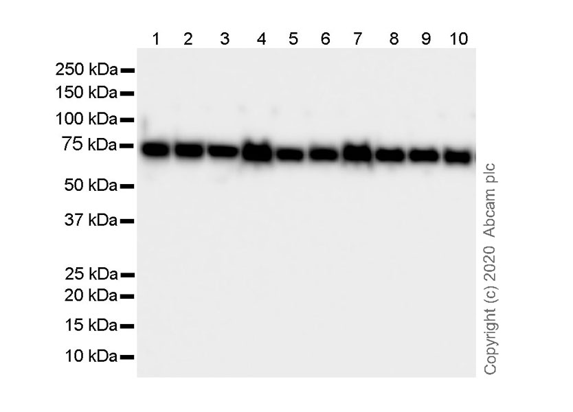 Western blot - Anti-Hsp70 antibody [3A3] - BSA and Azide free (AB252240), expandable thumbnail
