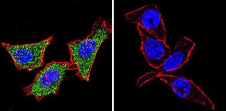 Immunocytochemistry/ Immunofluorescence - Anti-Hsp70 antibody [5A5] (AB2787)