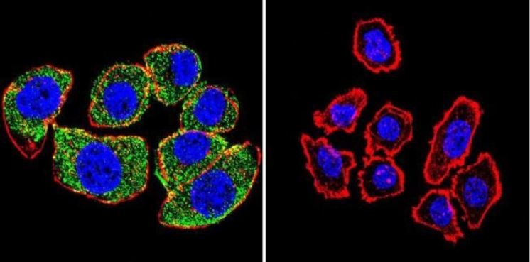 Immunocytochemistry/ Immunofluorescence - Anti-Hsp70 antibody [5A5] (AB2787), expandable thumbnail